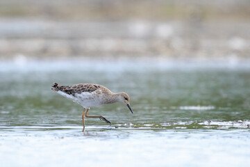Ruff, Calidris pugnax, wading bird foraging in wetlands