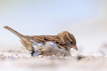 A house sparrow; Passer domesticus; having a dust bath or sand bath.