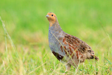 Grey partridge Perdix perdix, foraging