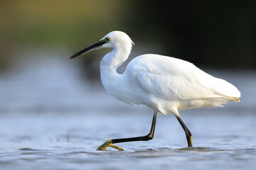 Little Egret, Egretta garzetta, fishing foraging hunting