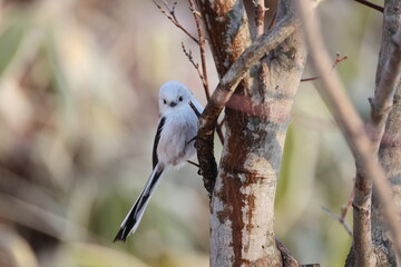 The long-tailed tit (Aegithalos caudatus japonicus), also named long-tailed bushtit, is a common bird found throughout Europe and the Palearctic. This photo was taken in Hokkaido, Japan. © feathercollector
