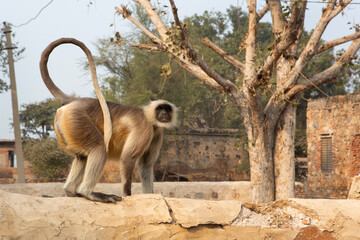 singe Langur
