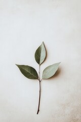 Botanical element laying flat on neutral surface, clean and simple, high-resolution detail