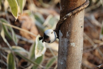 The long-tailed tit (Aegithalos caudatus japonicus), also named long-tailed bushtit, is a common bird found throughout Europe and the Palearctic. This photo was taken in Hokkaido, Japan.