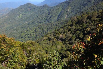 Borneo nature - Kinabalu Park in Malaysia