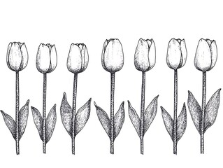 Six inked illustrations of tulips standing on white seamless background