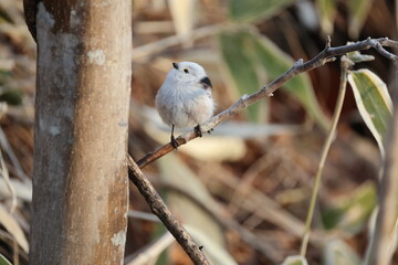 The long-tailed tit (Aegithalos caudatus japonicus), also named long-tailed bushtit, is a common bird found throughout Europe and the Palearctic. This photo was taken in Hokkaido, Japan.