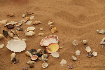A Varied Collection of Sea Shells on a Bed of Sand.