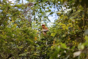 Proboscis monkey in Sukau in Borneo island, Malaysia
