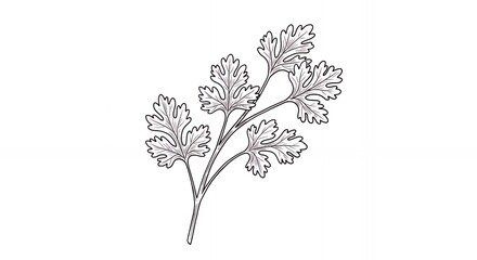 Drawing of Cilantro Sprig with Detailed Leaf Veins and Stem