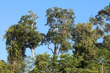 Corymbia gummifera, red bloodwood tree