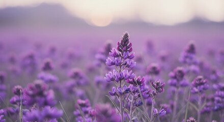 Obraz premium Serene Purple Flowers Soft Sunset Light. AI Generated