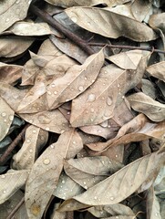 close up of a pile of dried leaves
