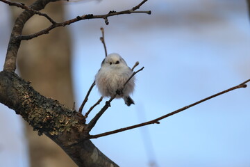 The long-tailed tit (Aegithalos caudatus japonicus), also named long-tailed bushtit, is a common bird found throughout Europe and the Palearctic. This photo was taken in Hokkaido, Japan.