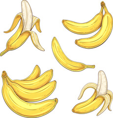 Vector Color Banana Fruits Set
