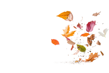 Fliegende bunte Herbstblätter und Blütenblätter PNG mit transparentem Hintergrund

