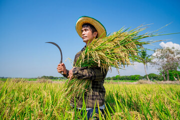 Harvesting rice in lush fields rural area agricultural scene bright day close-up view farming tradition