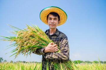 Harvesting rice by a farmer in a rural field agriculture bright day natural setting portrait view