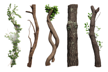 Verschiedene Baumrinden und Lianen mit Ästen PNG mit transparentem Hintergrund

