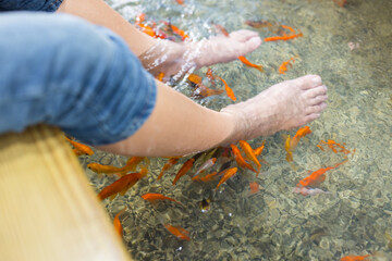 Soothing Fish Foot Bath Spa Treatment at Outdoor Water Pool