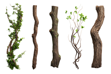 Verschiedene Baumrinden und Lianen mit Ästen PNG mit transparentem Hintergrund

