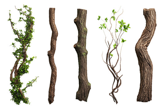 Verschiedene Baumrinden und Lianen mit &Auml;sten PNG mit transparentem Hintergrund

