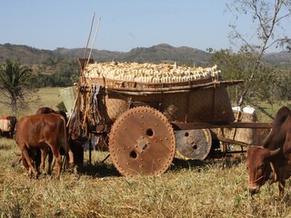 Obraz premium Carro de boi estacionado em uma roça com bois próximos ao carro