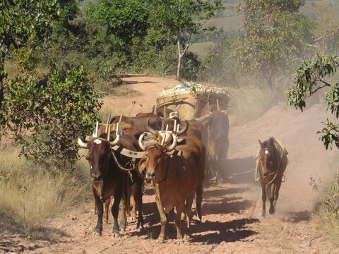 Carro de boi  transportando milho em espigas com boiada da cor marrom com um cavalo seguindo a boiada ao lado e a poeira levantando