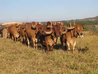 Carro de boi  transportando milho em espigas com boiada da raça gir de cor marrom com chifres...