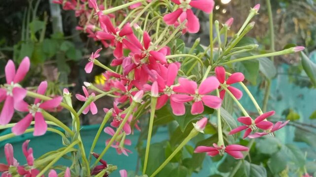 Madhumalati is a beautiful flowering evergreen vine found throughout Asia. Combretum indicum, commonly known as the Rangoon creeper or Burma creeper.