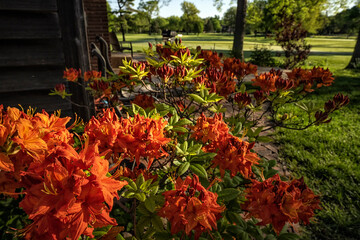 Azaleas in garden & yard, Lincoln, Nebraska
