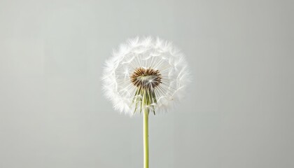 Fototapeta premium Dandelion Seed Head on Simple Background Close-up for Peaceful Concepts