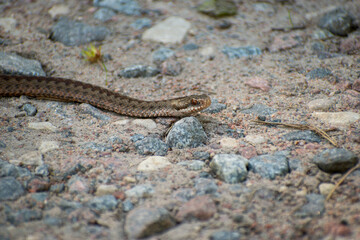small viper on the pebbles