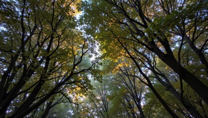 Obraz premium A canopy of trees overhead, with gentle lights peeking through the leaves, creating a dreamy effect.