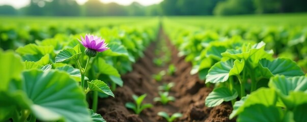 Tall green potato plants with purple flowers growing in organic farm field,  healthy,  agriculture