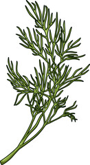 Frischer Dillzweig mit feinen, gefiederten Blättern auf weißem Hintergrund, ideal für Küche, Garnitur und aromatische Rezepte.