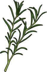 Frischer Estragonzweig mit schmalen, länglichen Blättern auf weißem Hintergrund, ideal für feine Küche und aromatische Rezepte.