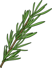 Grüner Rosmarinzweig mit nadelförmigen Blättern auf weißem Hintergrund, perfekt für kulinarische und botanische Anwendungen.