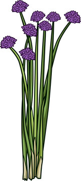 Frischer Schnittlauch mit gr&uuml;nen Halmen und violetten Bl&uuml;ten, ideal f&uuml;r dekorative und kulinarische Anwendungen in der K&uuml;che.