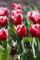 Kwitnący, czerwony tulipan z białymi brzegami płatków, rośnie w szeregu na grządce w ogrodzie