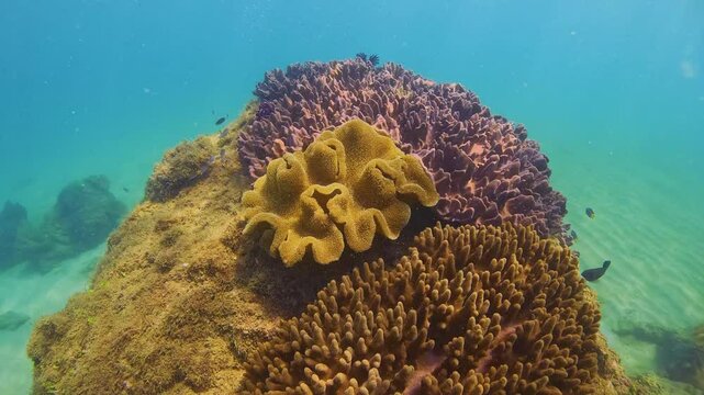 Colourful soft corals formations and a variety of fish thrive in the tropical underwater environment. Clear blue waters showcase a rich biodiversity of marine life