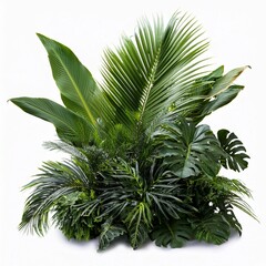 Tropical plant arrangement decoration isolated on  white background