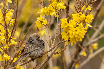 House finch (Haemorhous mexicanus) sleeping in forsythia bush
