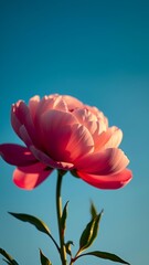 Fototapeta premium Elegant Pink Peony Floral Beauty - Stunning Flower Collection for Aesthetic Wallpapers