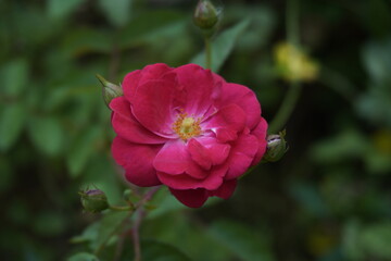 Obraz premium Vibrant Red Rose in Full Bloom with Soft Green Background