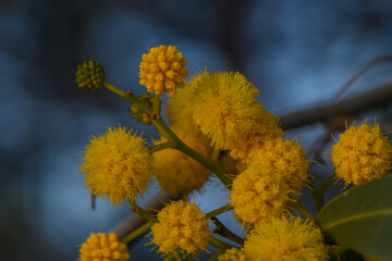 Bright yellow blossoms open under the soft light of a late afternoon, capturing the essence of nature's artistry in full bloom
