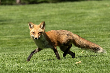 Red fox (Vulpes vulpes); Lincoln, Nebraska