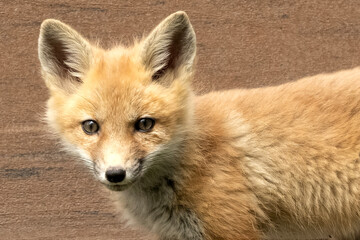 Red fox (Vulpes vulpes); Lincoln, Nebraska