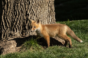 Red fox (Vulpes vulpes); Lincoln, Nebraska