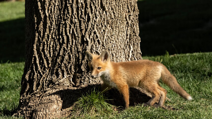 Red fox (Vulpes vulpes); Lincoln, Nebraska